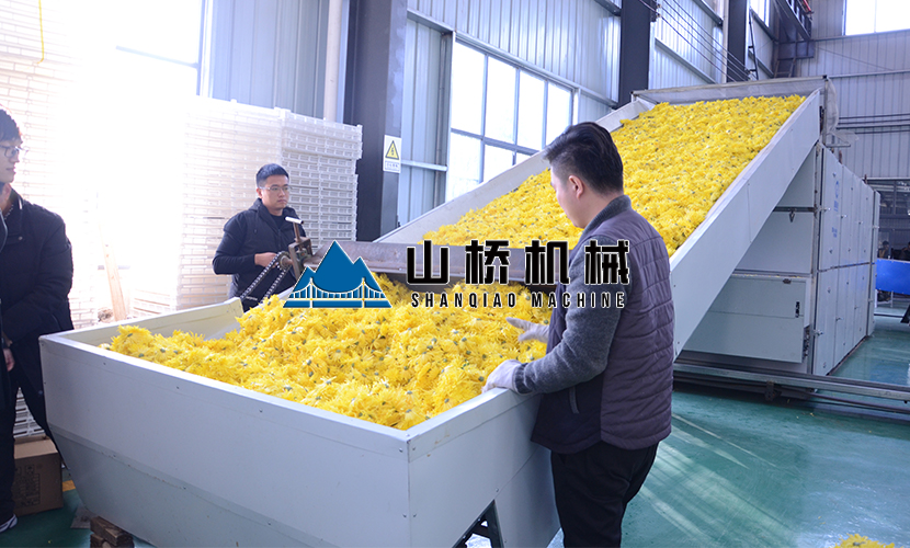 菊花烘干機(jī)5大特點(diǎn)值得關(guān)注！(圖1)