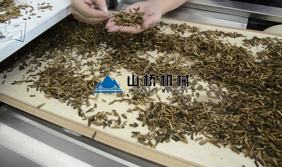 黃粉蟲微波殺菌機(jī)(圖2)